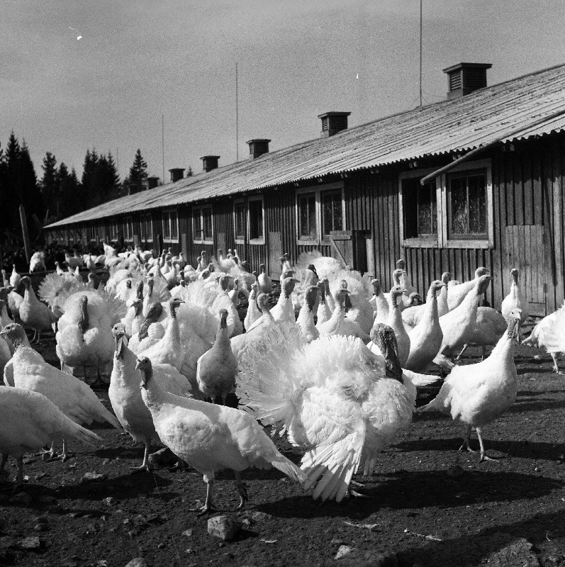 Rapla rajooni Järlepa tõulinnukasvatuse sovhoosi kalkunid.