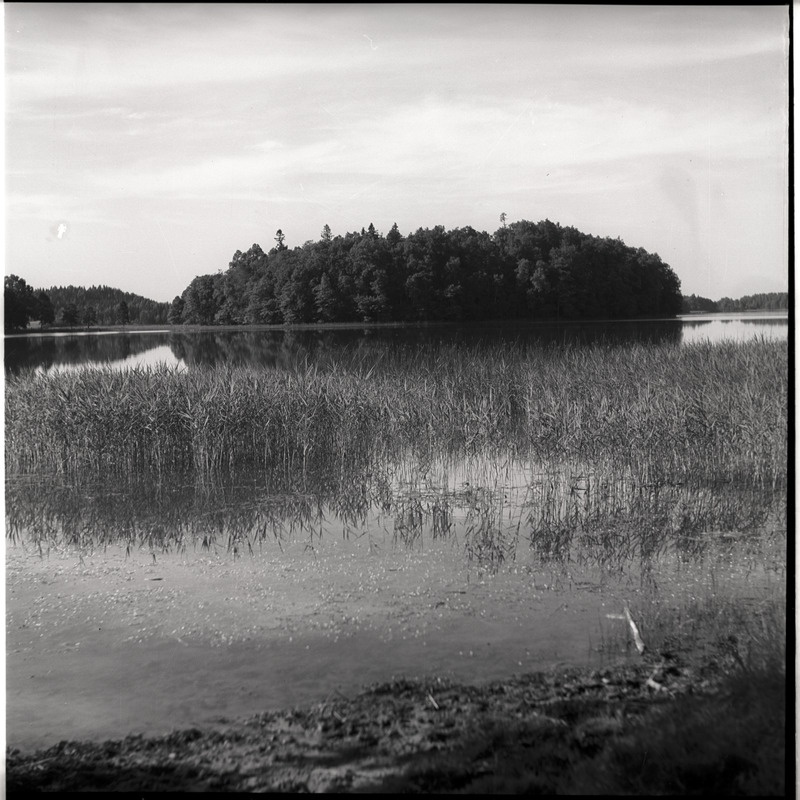 Pühajärv, vaade kaldalt saarele