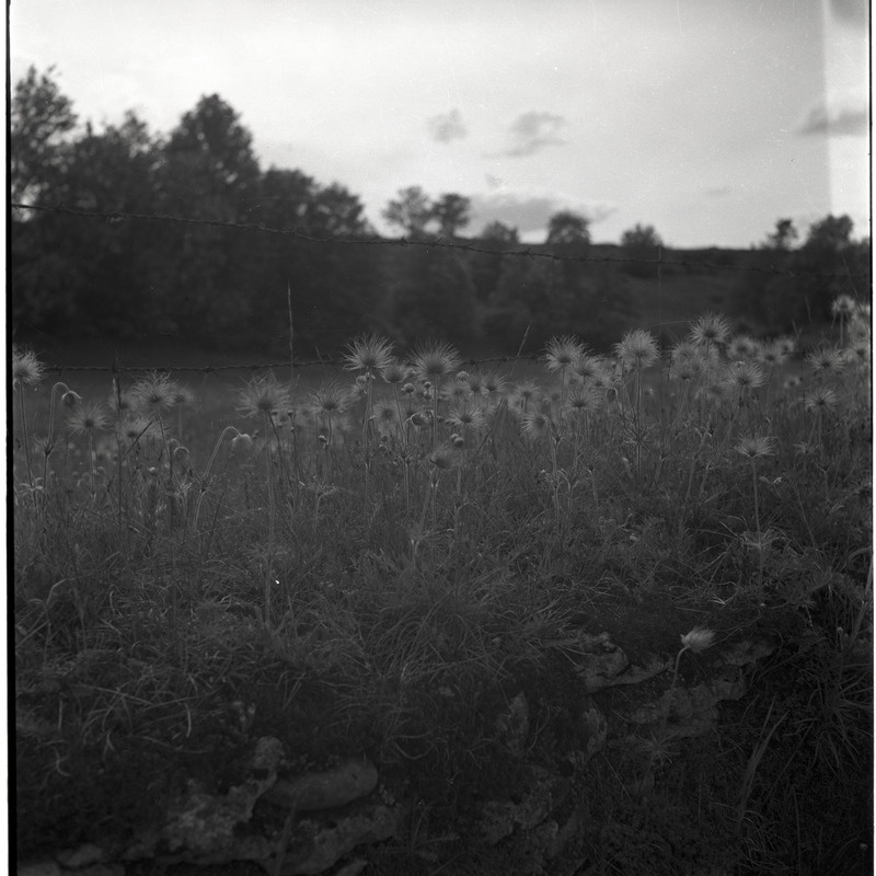 Lilled, tagaplaanil okastraat ja puud