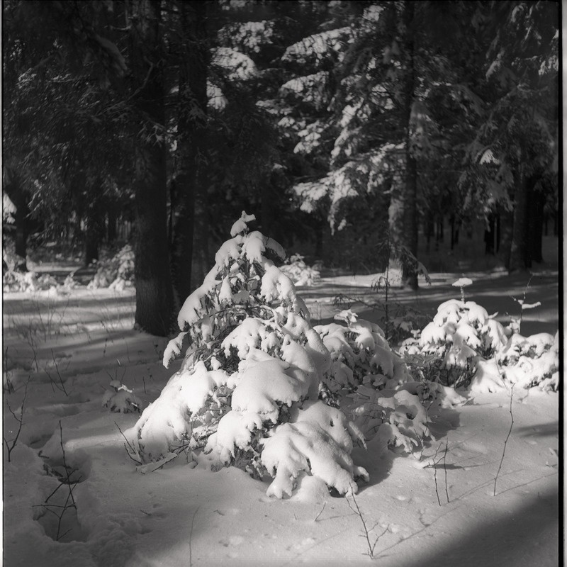 Talvine maastik - väike lumine kuusk
