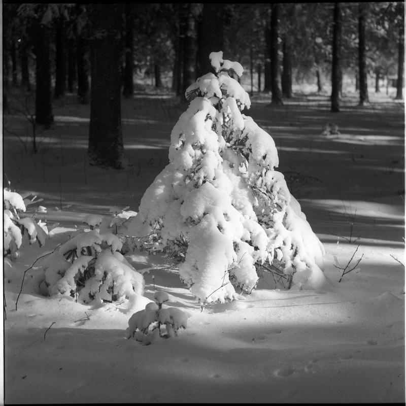 Talvine maastik - väike lumine kuusk