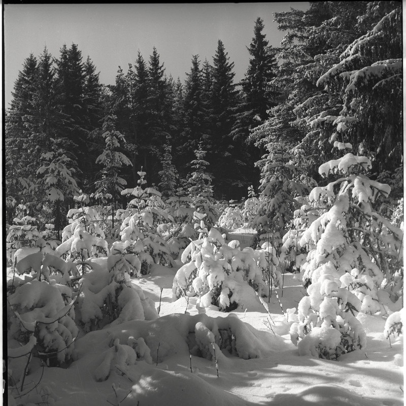 Talvine maastik - lumised puud