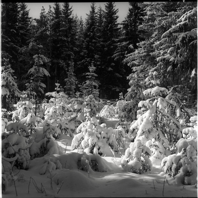 Talvine maastik - lumised puud