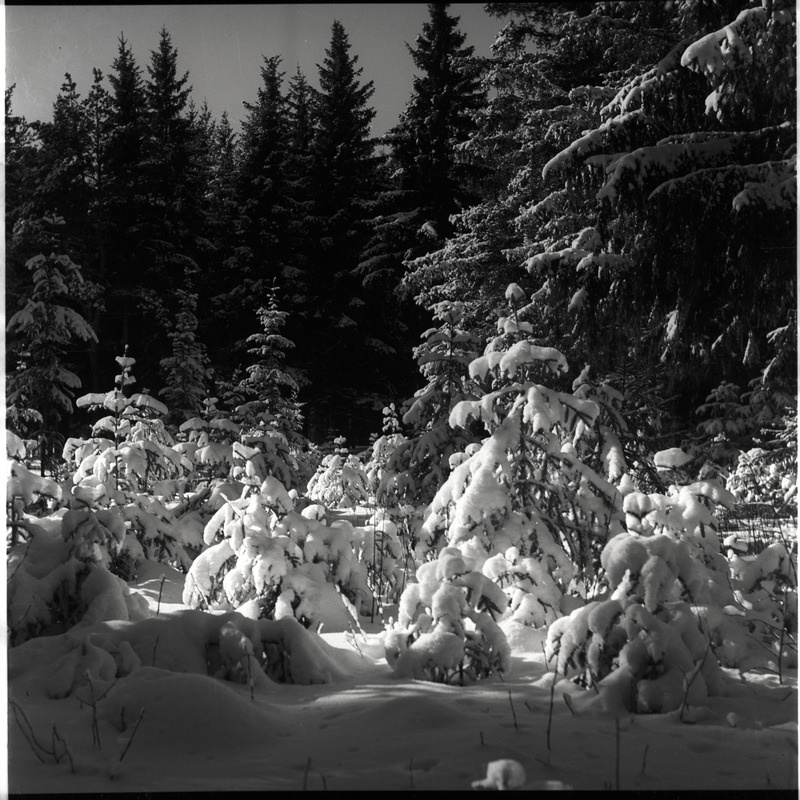 Talvine maastik - lumised puud