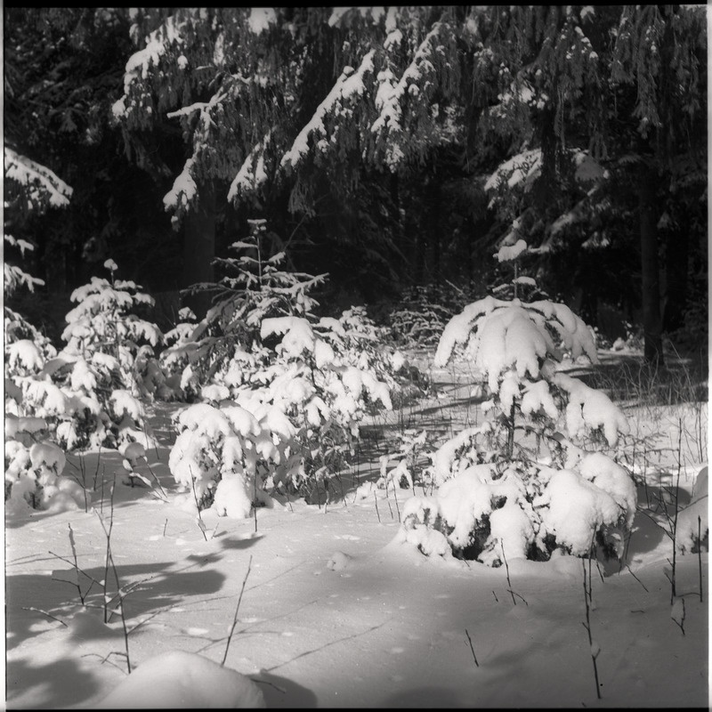 Talvine maastik - lumised puud