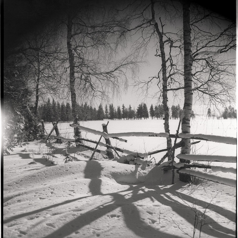 Talvine maastik - lumised puud