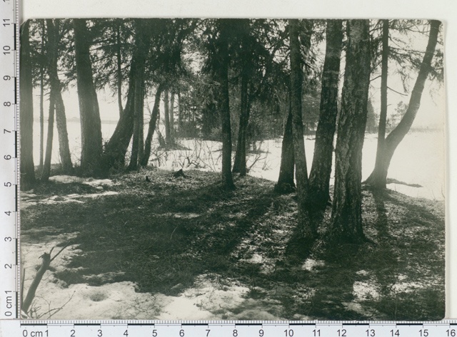 T. - Maarja khk, shadows in the forest near Tartu in 1913