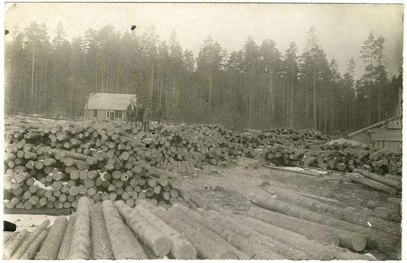 Palgiladu Koljaku metsas