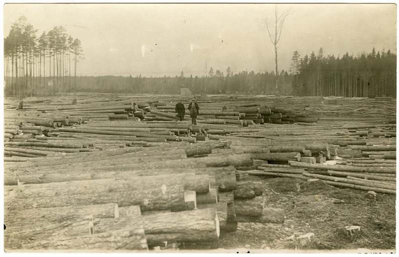 Palgiladu Koljaku metsas