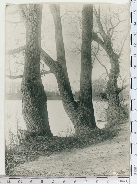 Park of Raadi manor, single places near lake 1912