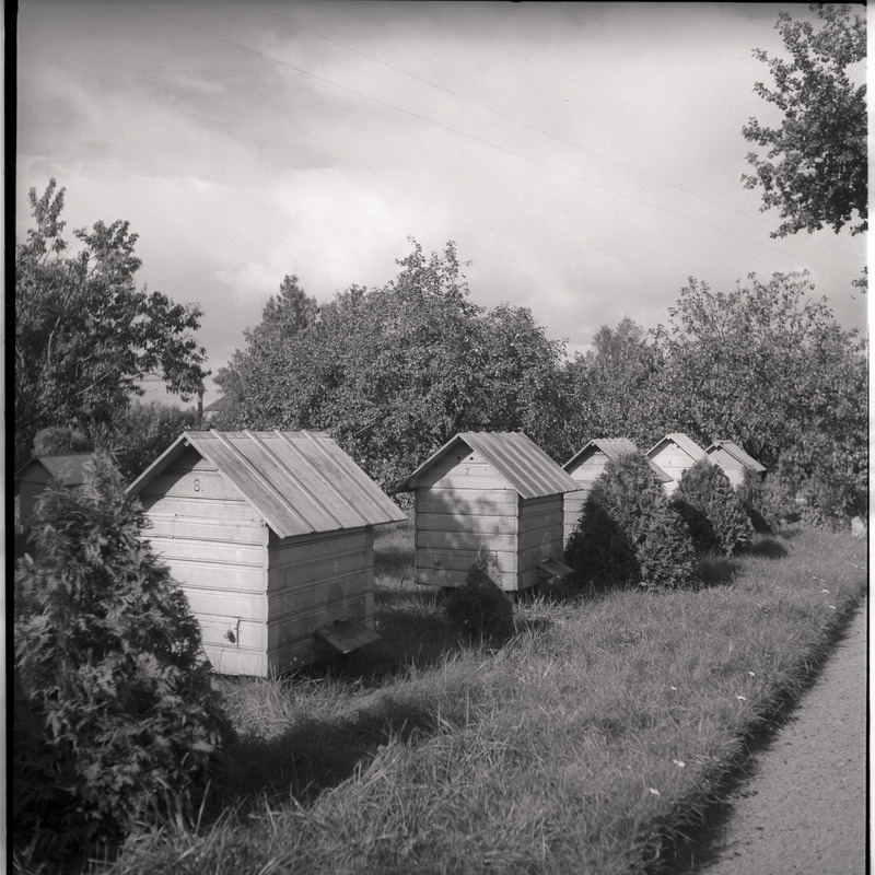 Viljandimaa, mesitarud talus Tarvastu maantee lähistel
