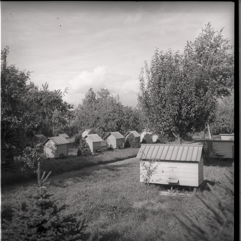 Viljandimaa, mesitarud talus Tarvastu maantee lähistel