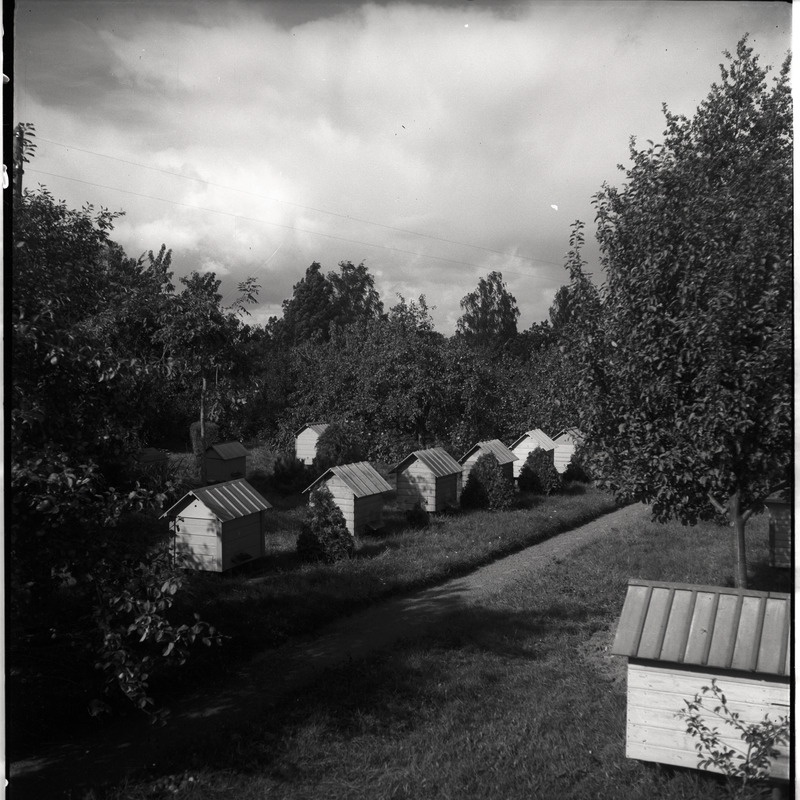 Viljandimaa, mesitarud talus Tarvastu maantee lähistel