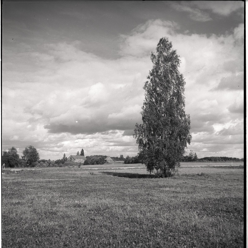 Viljandimaa, talu Tarvastu maantee lähistel, kask põllu ääres