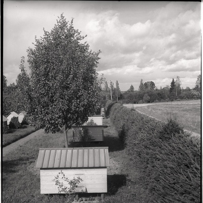 Viljandimaa, mesitarud talus Tarvastu maantee lähistel - vaade mesitarudele ja põllule  similar photo