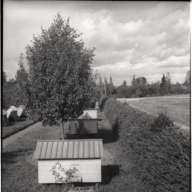 Viljandimaa, mesitarud talus Tarvastu maantee lähistel - vaade mesitarudele ja põllule