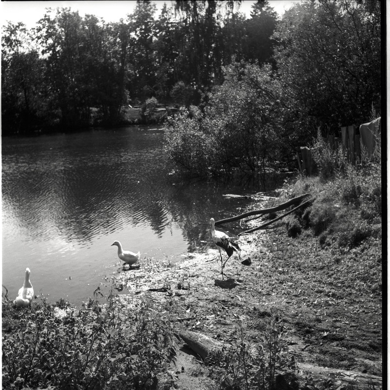 Valge-toonekurg ja pardid