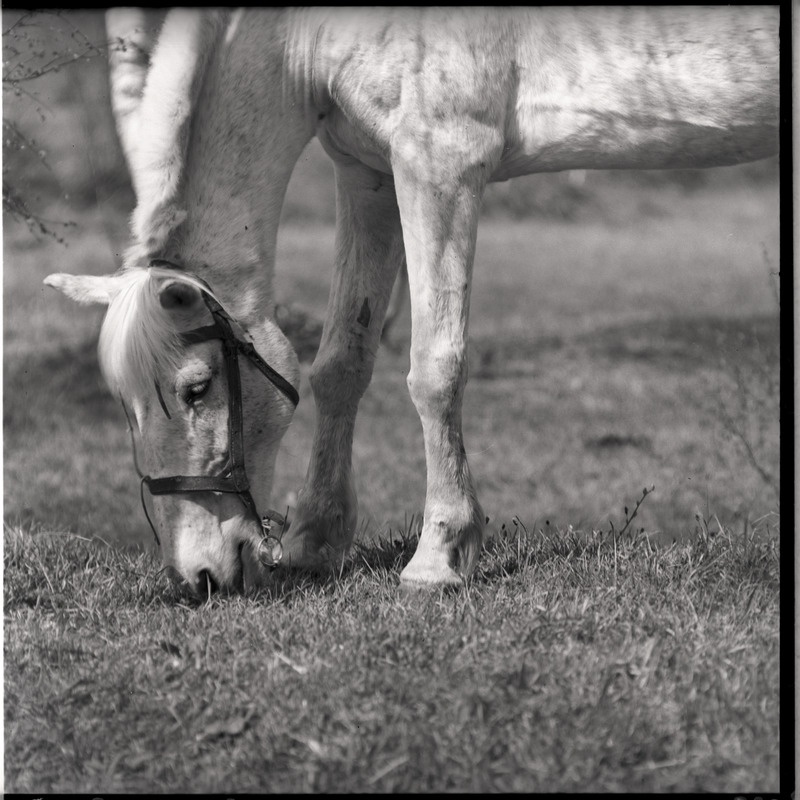 Valge hobune söömas