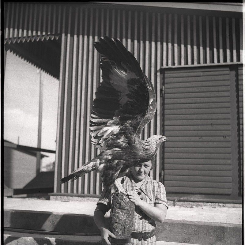 Kaljukotkas - topist hoiab Johanna Triefeldt