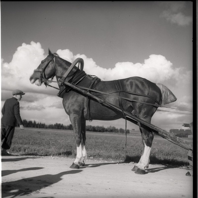 Hobune  similar photo