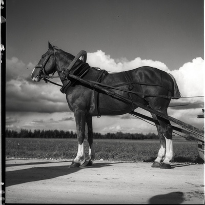 Hobune  similar photo