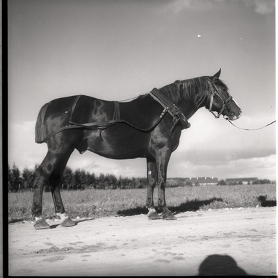 Hobune  similar photo