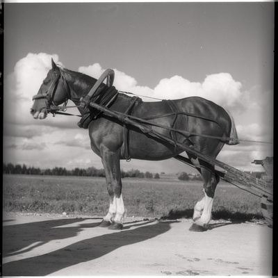 Hobune  similar photo