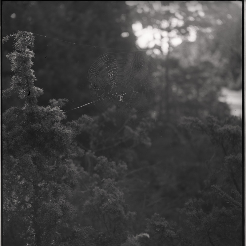 Ämblik ämblikuvõrgus