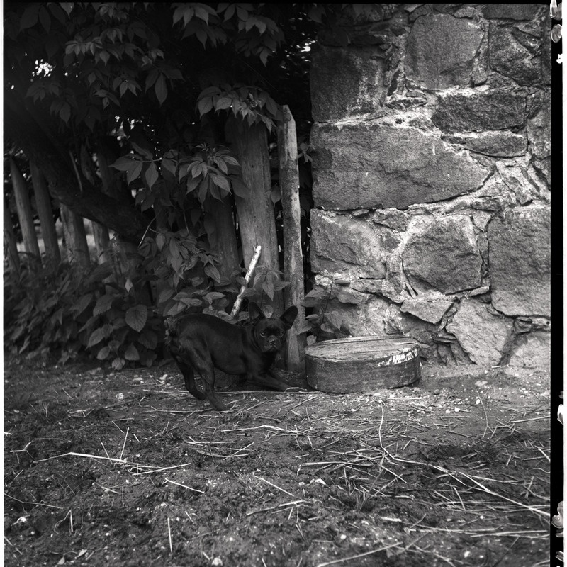 Koer (prantsuse buldog)