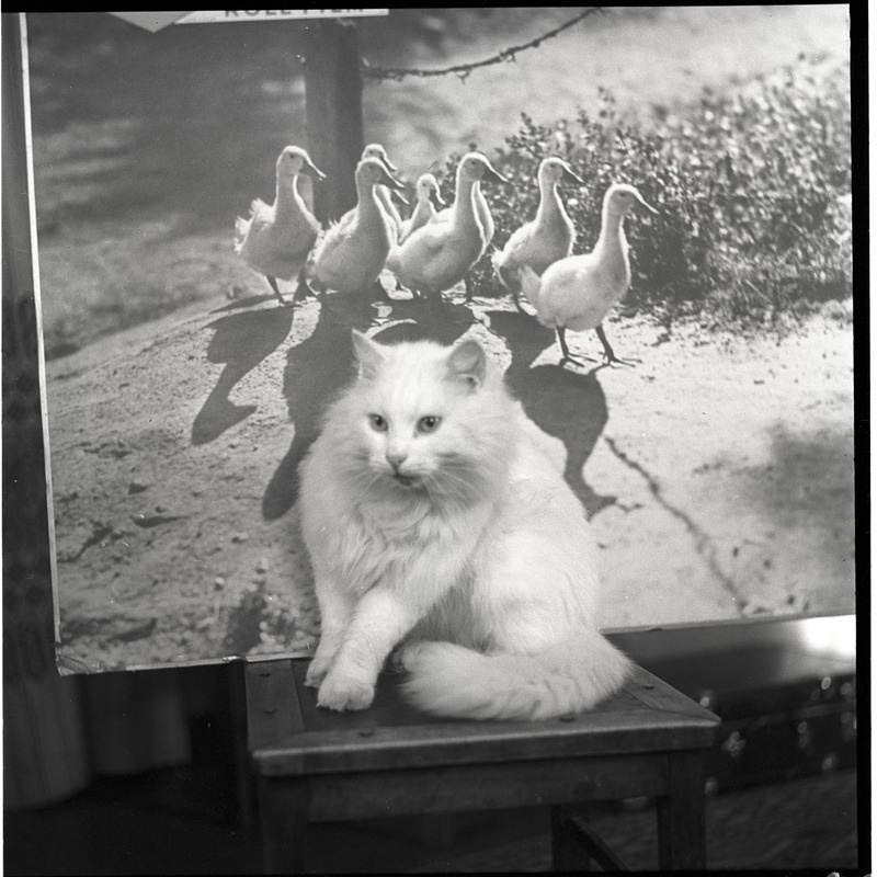 Kass Pusa, taga foto partidega