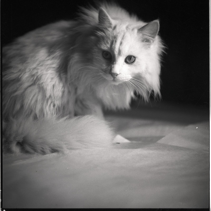 Kass Pusa