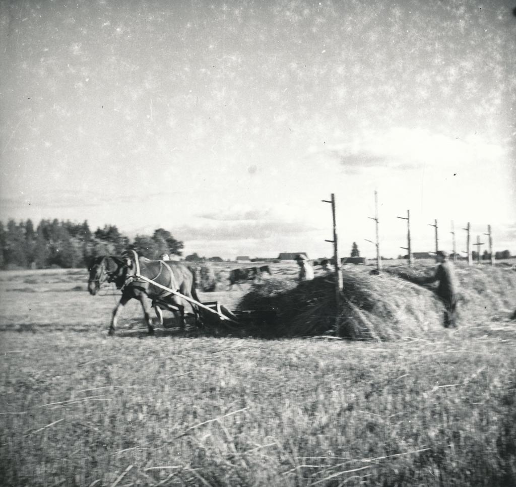 Foto ja negatiiv.  Vilja rõukupanemine Missos endisel Lõokese talu põllul 1951.a.