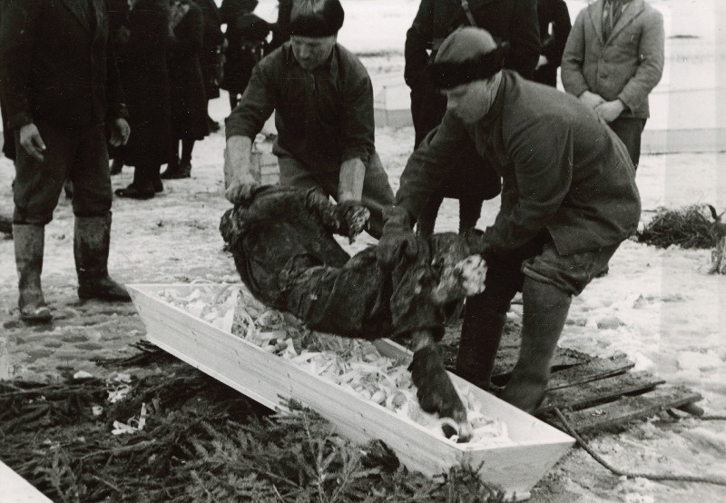 Tartu vanglas 8. juulil 1941.a. venelaste poolt hukatute ümbermatmine Pauluse kalmistule.