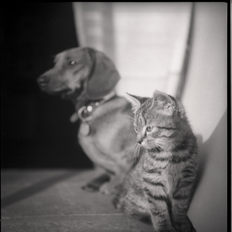 Koer - taks Kille - ja kass