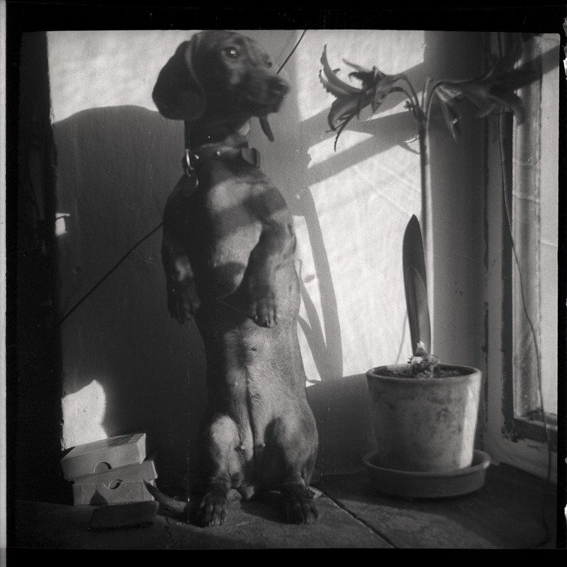 Koer - taks Kille aknalaual