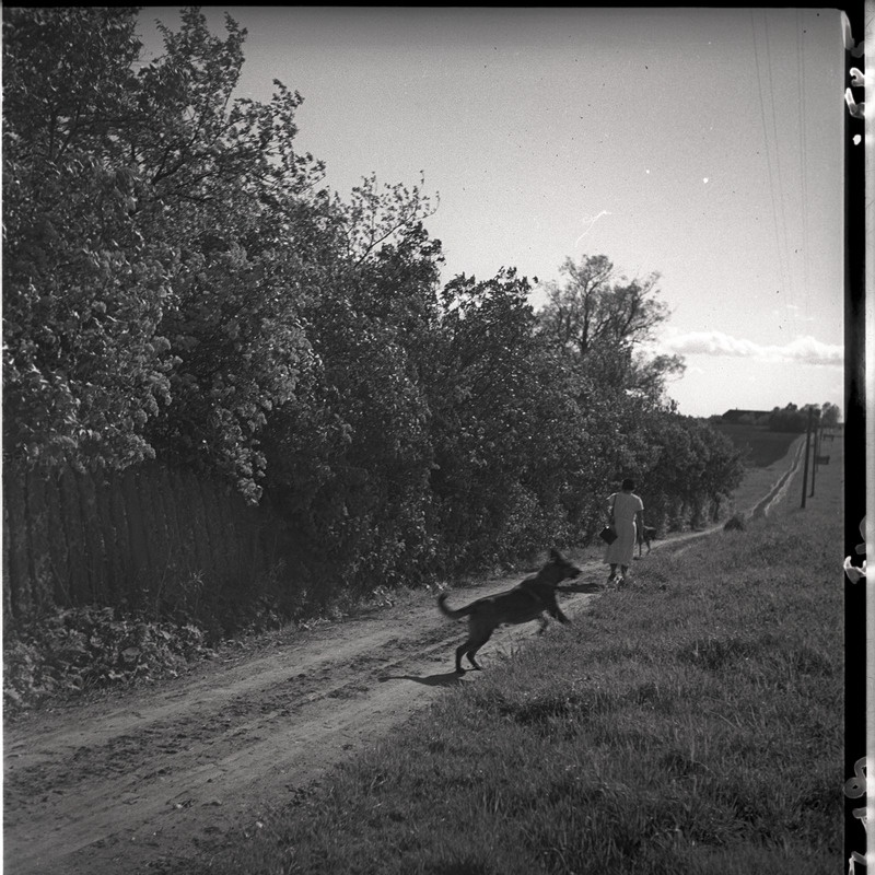 Maastik teega, teel koer ja naine (Johanna Triefeldt)