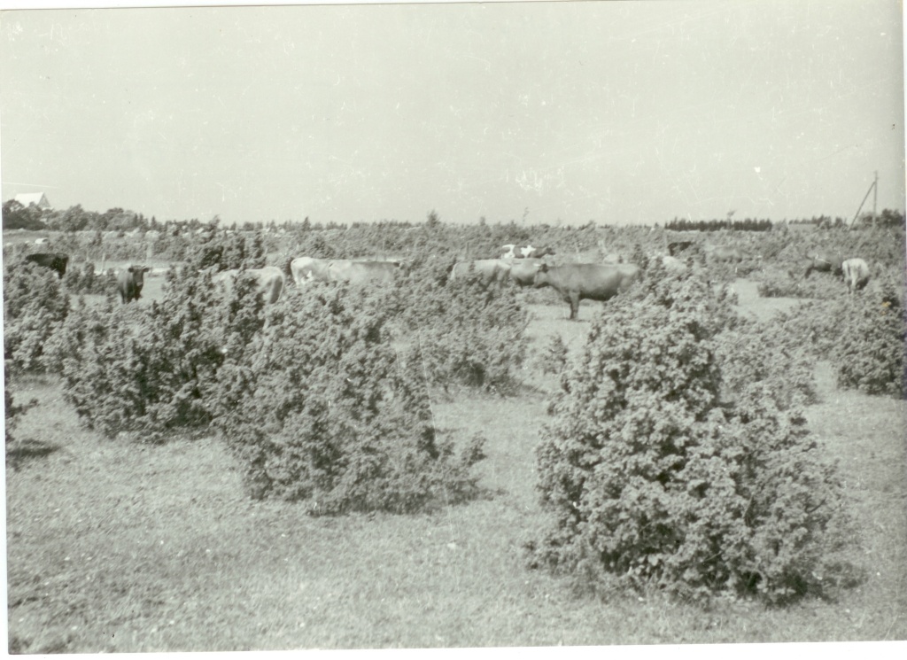 Kadakane karjamaa Muhus