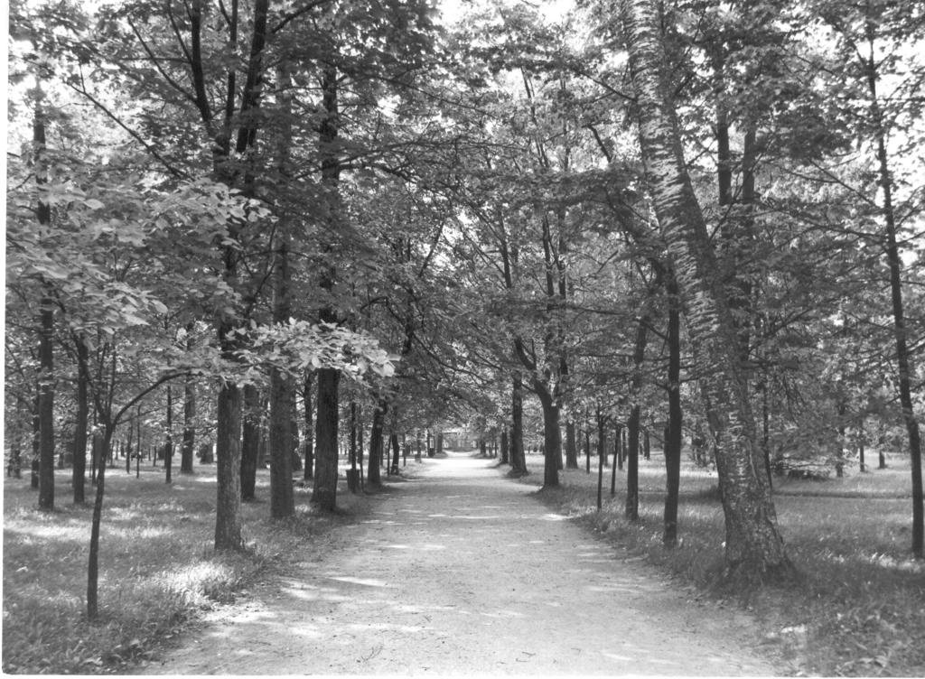 Foto. Võru, Kreutzwaldi pargi keskne allee 1984.a.