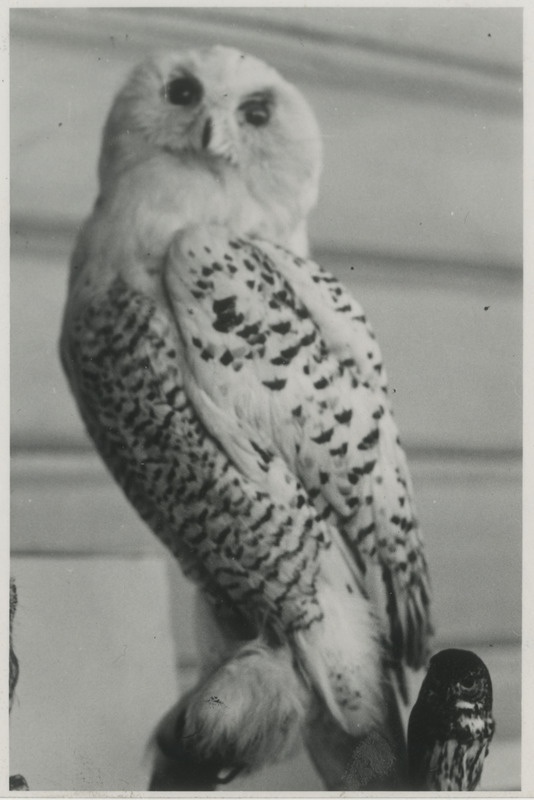 Lumekakk koos väiksema kakuga Lockbandi kogust