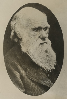Charles Robert Darwin, inglise looduseuurija, portreefoto  duplicate photo
