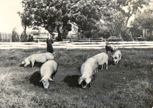 Emised talitajaga koplis Kilingi-Nõmme rajooni kolhoosis "Partisan"