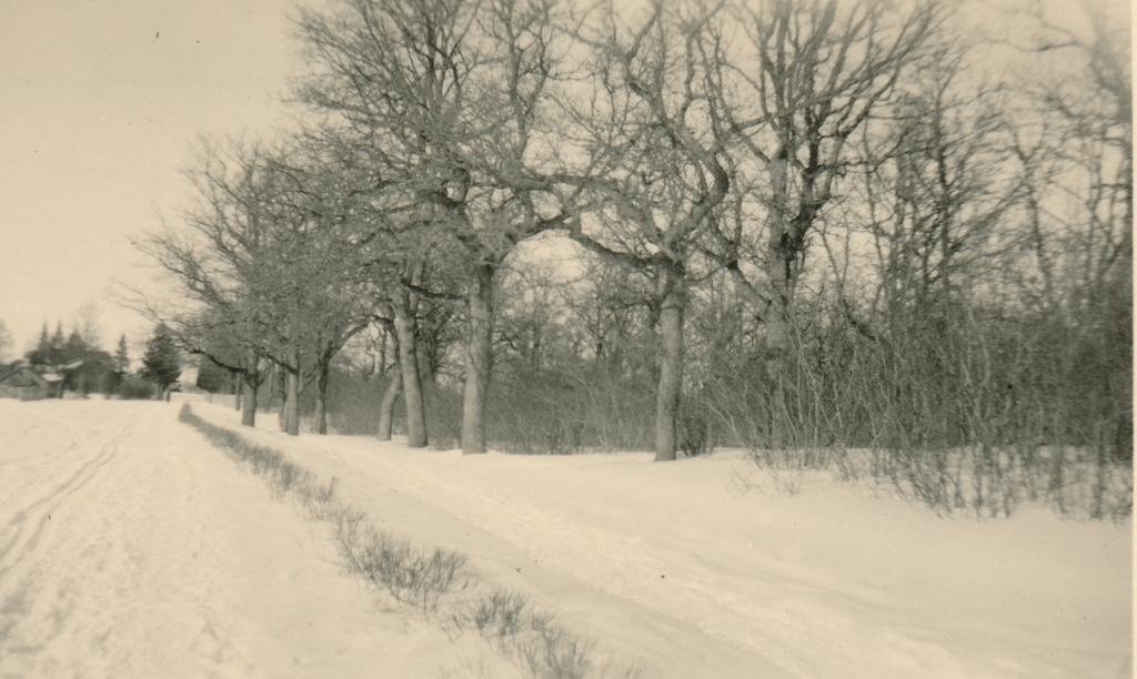 Rakvere Tammik talvel