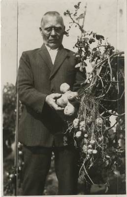 M. Toom, eesti majaomanik ja aiapidaja oma hiigelkartulit eksponeerimas, foto  duplicate photo