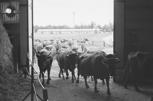 Vinni Näidissovhoostehnikum. Lehmad.