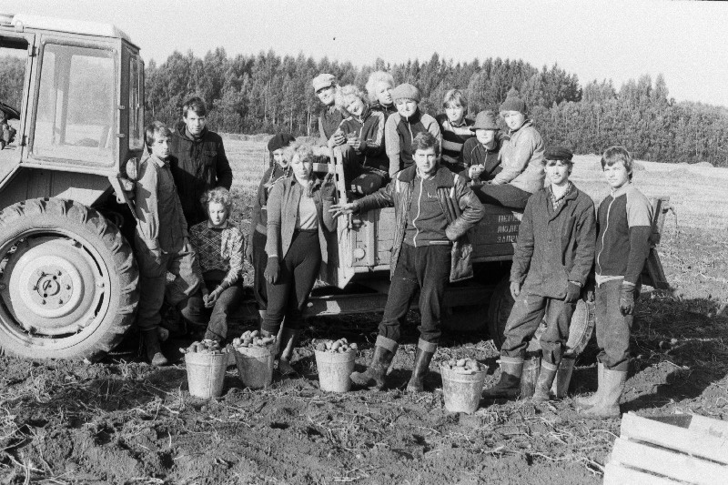 Alatskivi Keskkooli abituriendid Koosa sovhoosi kartulipõllul.