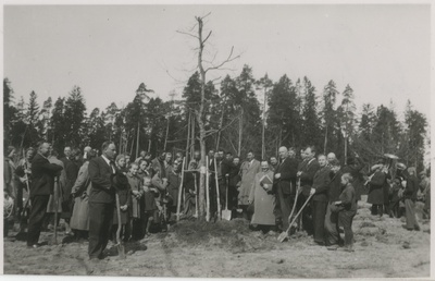 Haridusministri A. Jaaksoni tamme istutamine Tõrva Vabadusparki  duplicate photo
