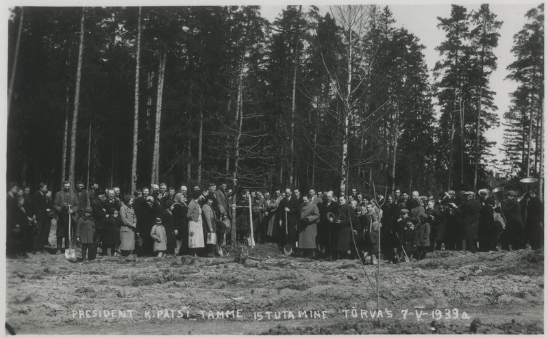 President K. Pätsi tamme istutamine Tõrva Vabaduspargis