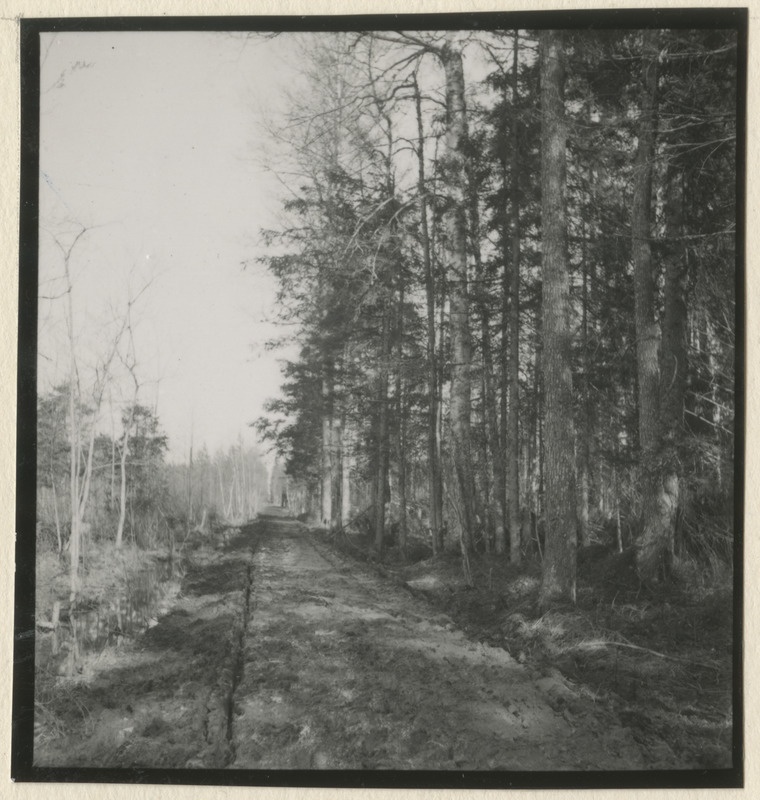 Metsateed ja raielangid metsistul