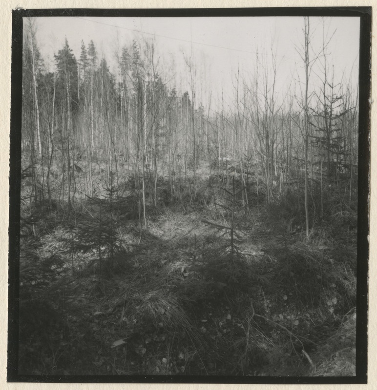 Metsateed ja raielangid metsistul