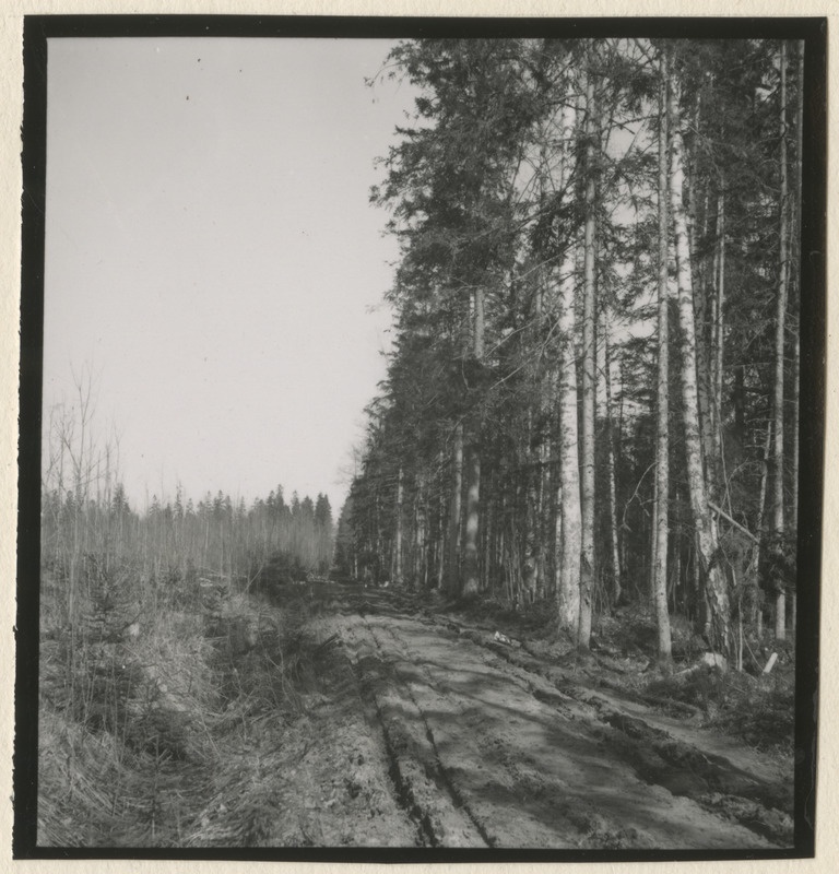 Metsateed ja raielangid metsistul